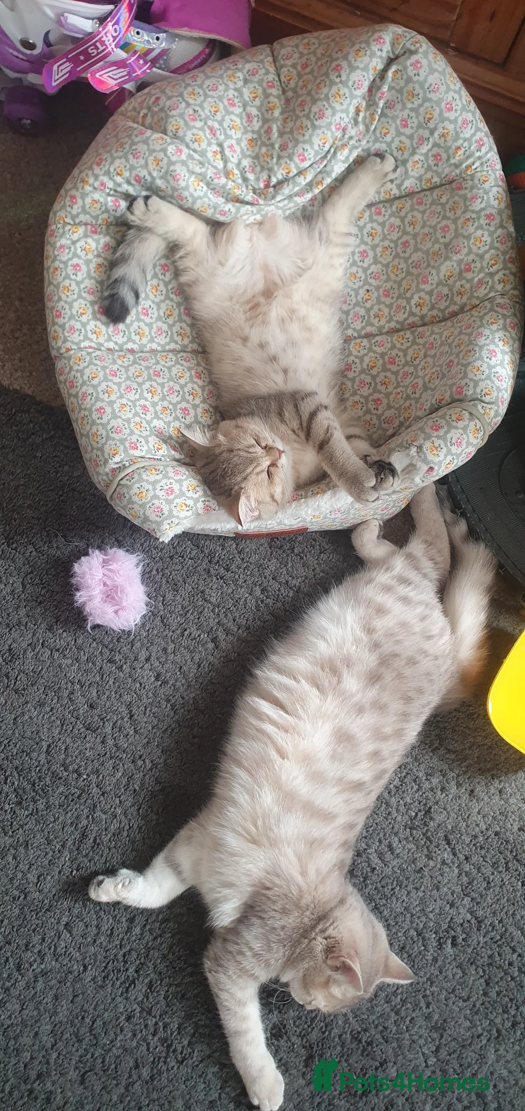 British Shorthair cats for sale: British Shorthair Blue & Black Gold Spotted Tabby  - Advert 2