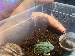 Frog reptiles Baby PAC Man frogs - Advert 2