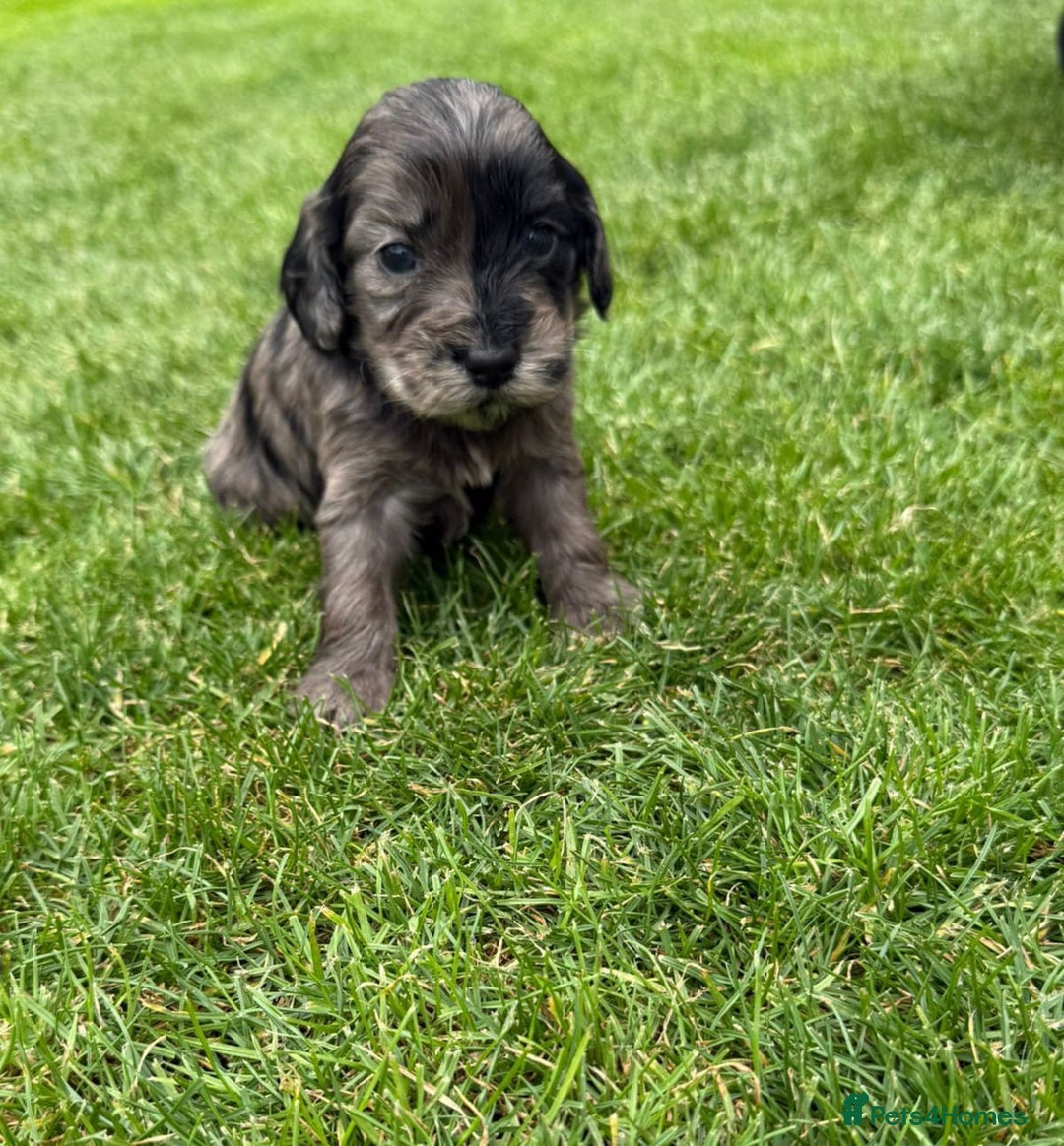 Cockapoo dogs for sale: F1 show cockapoos - Image 3