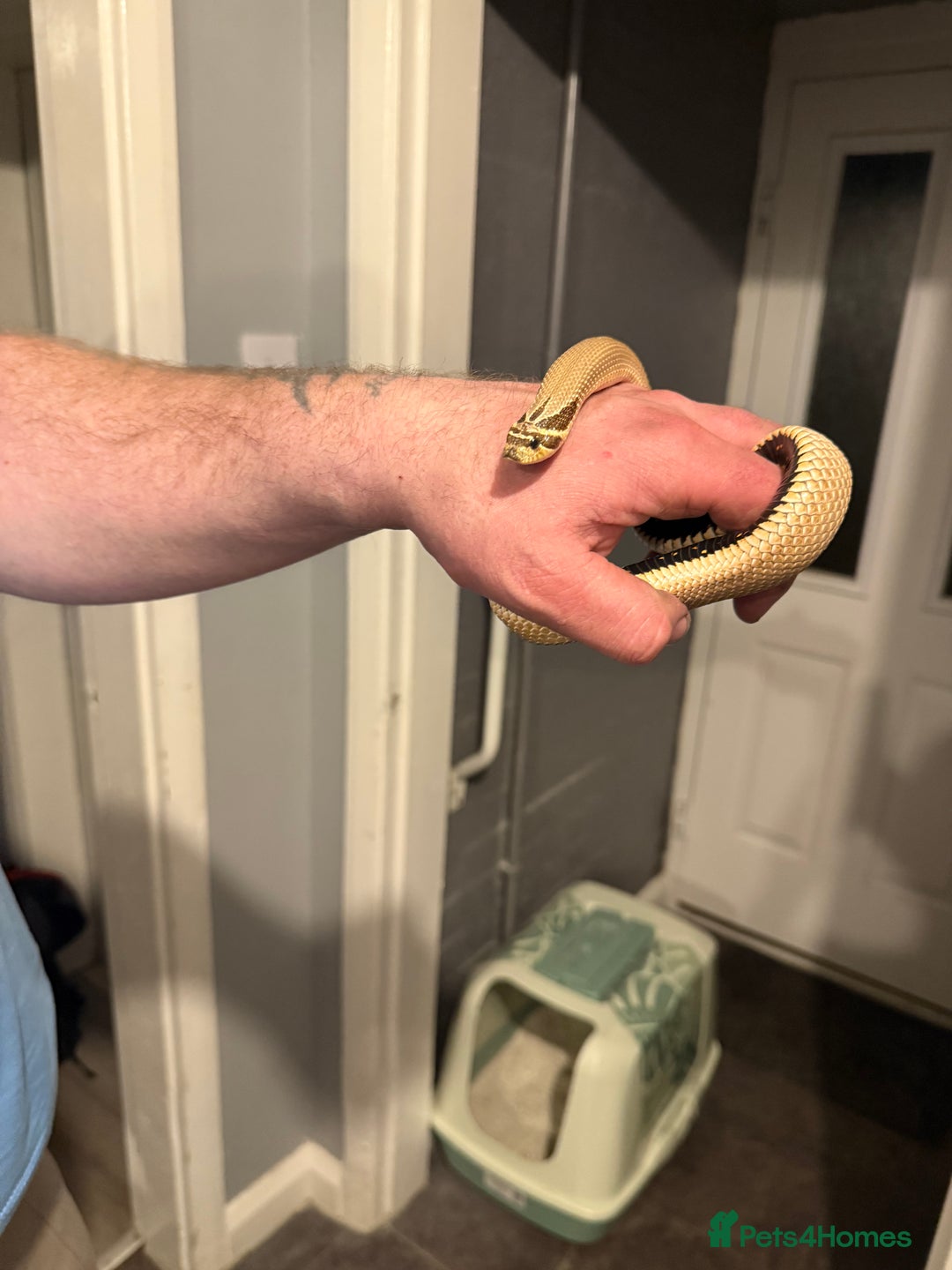 Snake reptiles for sale: Male and female snakes  - Advert 1