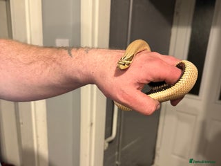 Snake reptiles Male and female snakes - Advert 2