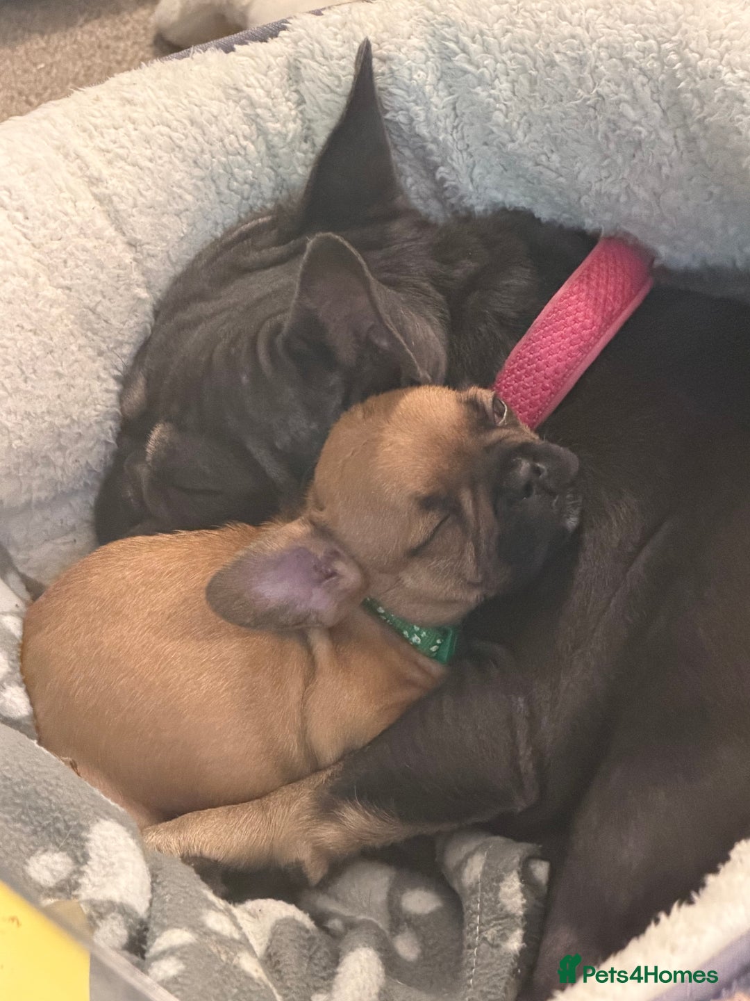 French Bulldog dogs for sale: READY NOW🐾 4 beautiful girls  - Advert 8