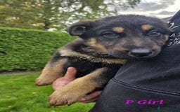 German Shepherd dogs for sale: Beautiful German shepherd puppies  - Image 13