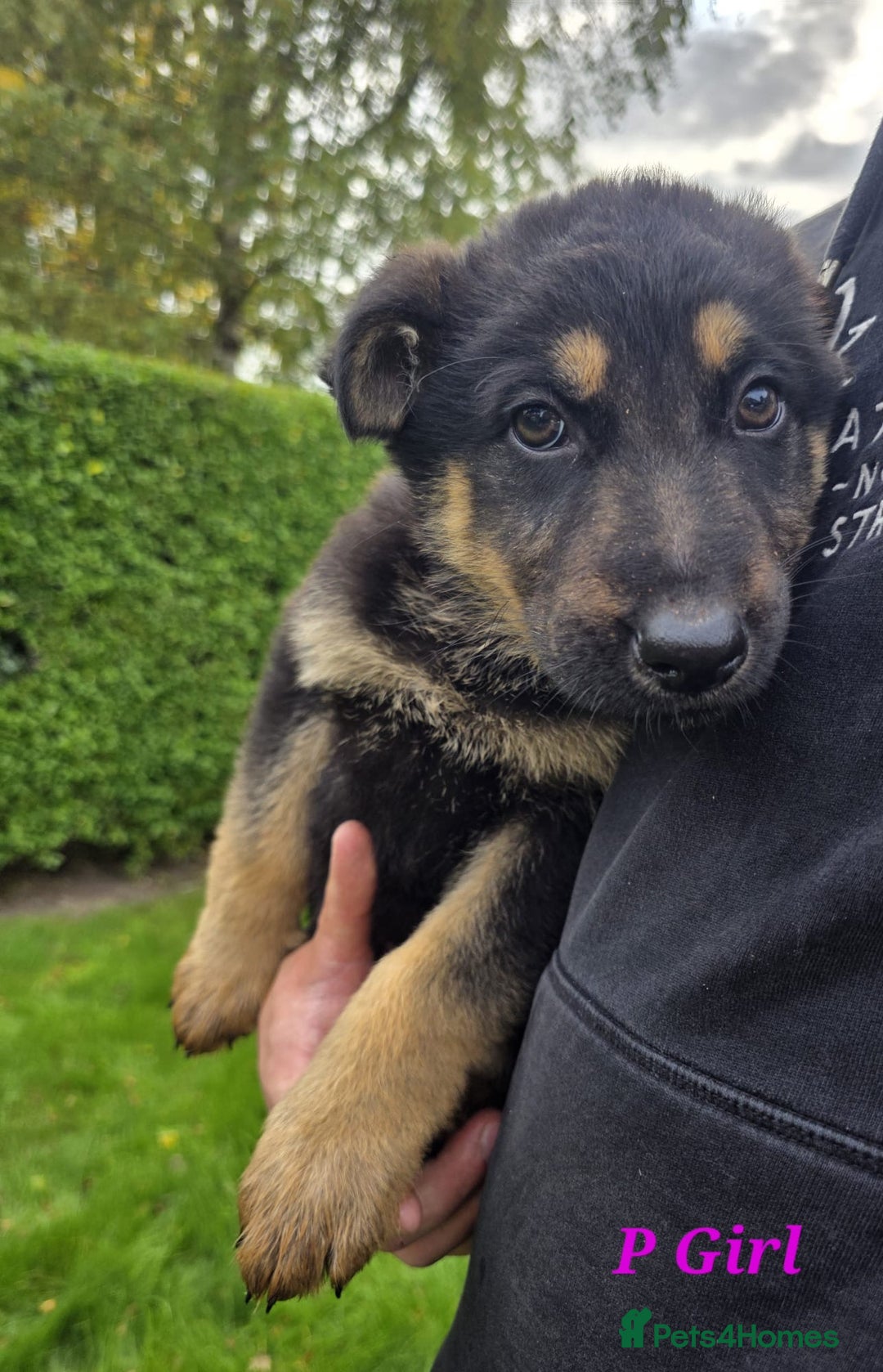 German Shepherd dogs for sale: Beautiful German shepherd puppies  - Image 13