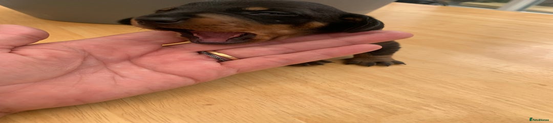 Dachshund Puppy 6