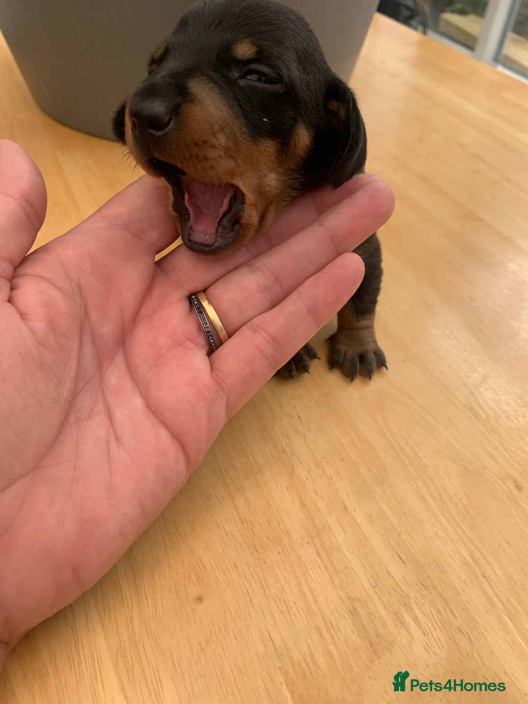 Dachshund dogs for sale: Miniature dachshunds  - Image 21
