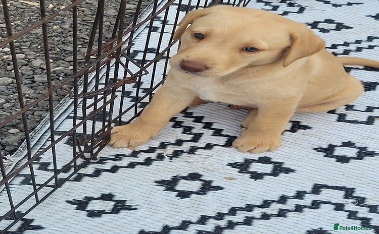 Labrador Retriever dogs - Advert 7