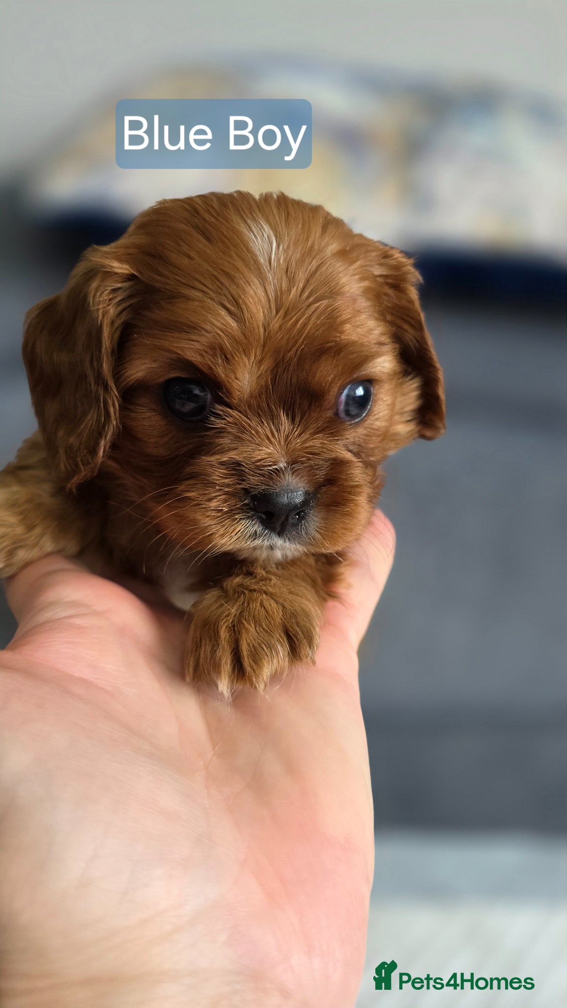 Cavalier King Charles Spaniel Puppy 2