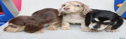 Miniature Dachshund dogs for sale: Cream dapple  - Advert 11
