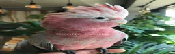 Cockatoo birds for sale: Cuddly Baby Galah Cockatoos For Sale in Bury - Advert 4