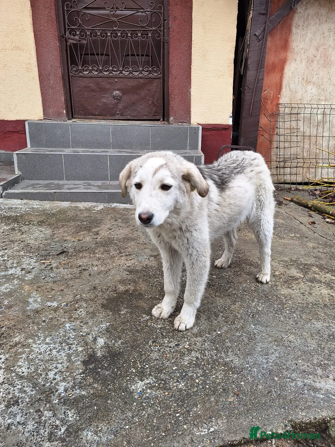 Mixed Breed dogs for adoption: 🐾 Meet NALA - a Beautiful Girl for a Loving Home - Advert 2