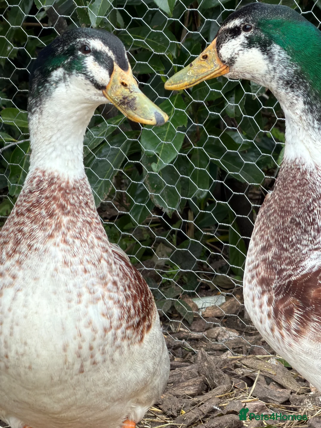 Waterfowl poultry for sale: 3 free male silver apple yard ducks in Sevenoaks - Advert 2