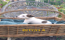 Jack Russell dogs for sale: Tremendous JRT puppies  - Image 24