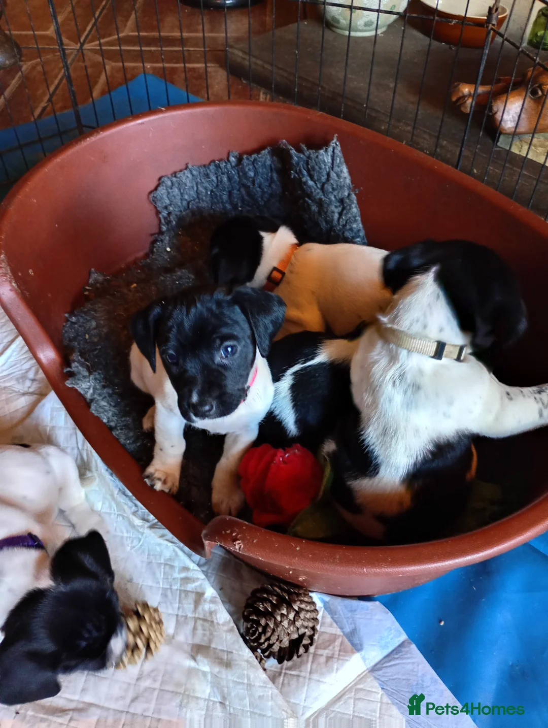 Mixed Breed dogs for sale: Sprussell puppies  - Advert 2