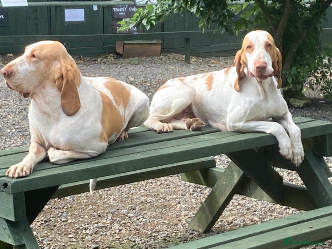 Bracco Italiano dogs for sale: Bracco pups  - Advert 4