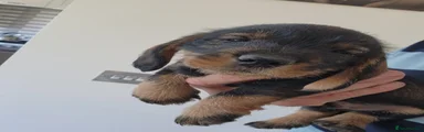 Dachshund 3