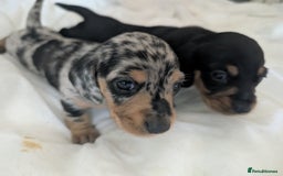 Dachshund dogs for sale: 2 Female miniature dachshund puppies - Image 5