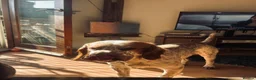 Cocker Spaniel dogs for stud: Cocker spaniel stud in York - Advert 3
