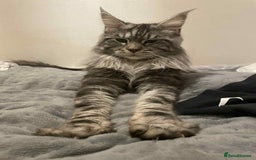 Maine Coon cats for stud: Stud Maine coon  - Advert 3