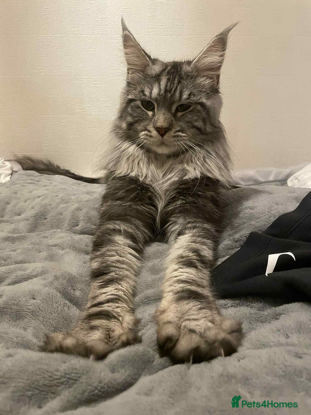 Maine Coon cats for stud: Stud Maine coon  - Advert 3