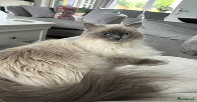 Ragdoll cats - Advert 5