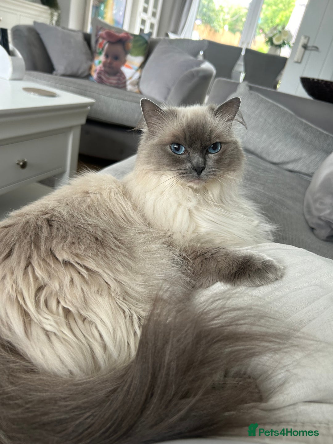 Ragdoll cats for sale: Sweet Ragdoll cats looking for a new home - Image 3