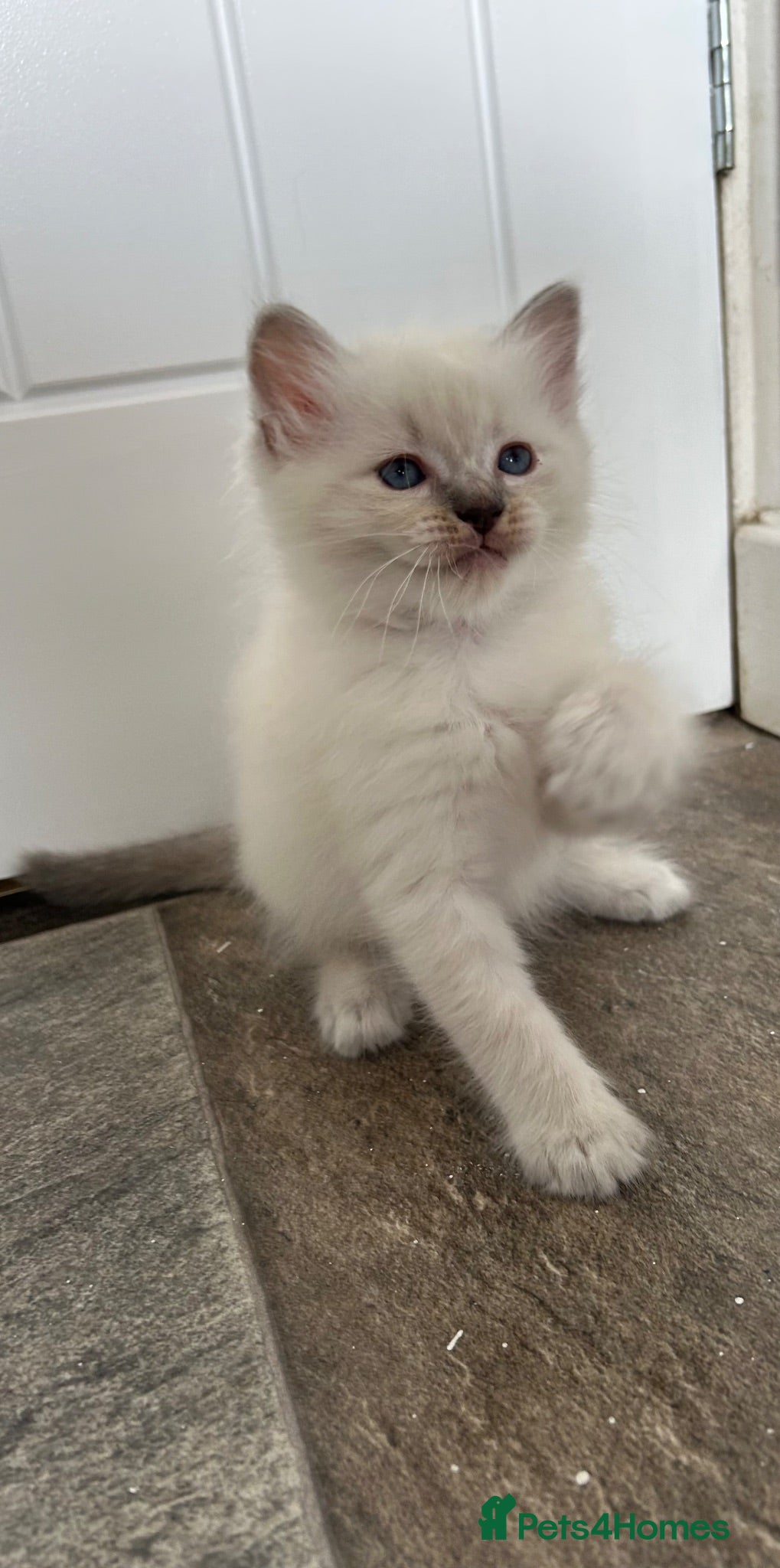 Ragdoll cats Blue eyed ragdoll male  - Advert 1