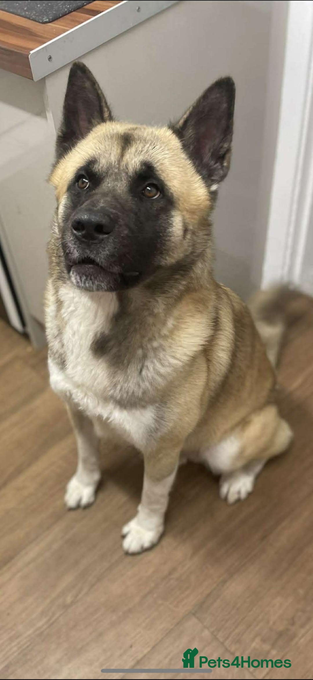 Akita dogs for stud: American Akita MALE STUD - Advert 3