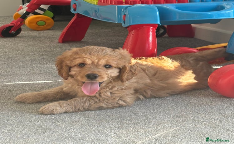 Cavapoo dogs - Advert 13