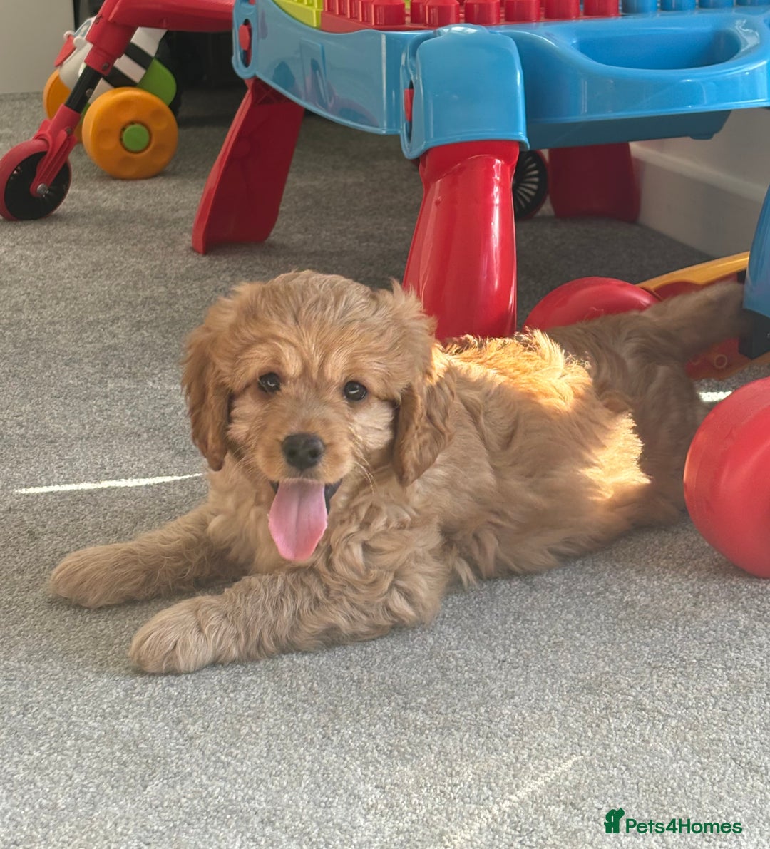 Cavapoo dogs for stud: Health tested cavapoo stud - Image 1