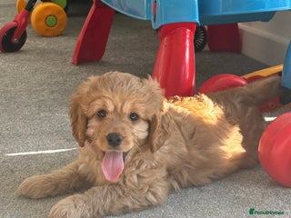 Cavapoo dogs - Advert 2