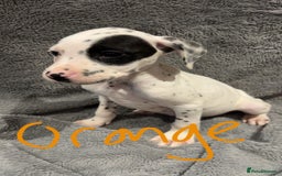 Mixed Breed dogs for sale: Dalmatianxboxer puppies  - Image 7
