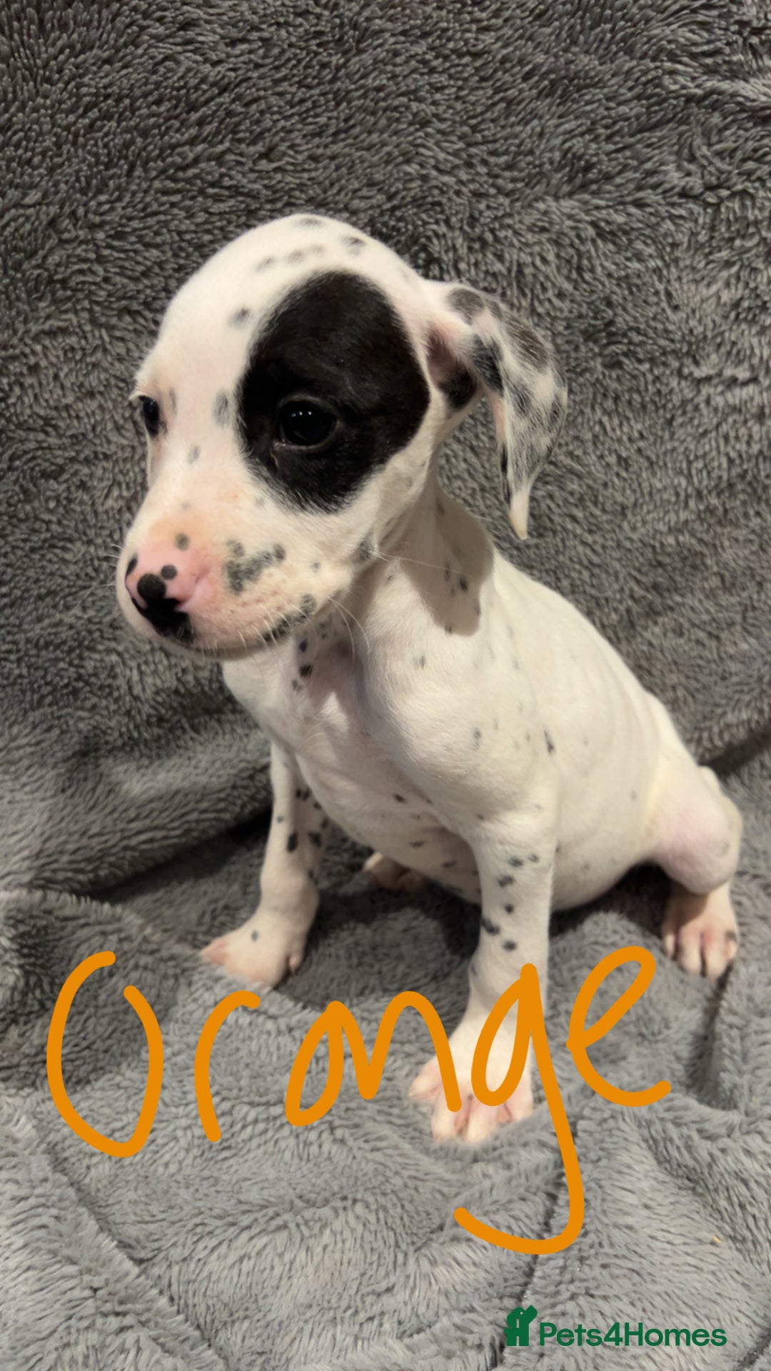 Mixed Breed dogs for sale: Dalmatianxboxer puppies  - Image 7
