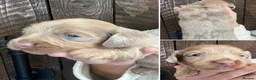 Miniature Dachshund dogs for sale: Beautiful Longhaired Miniature Dachshunds - Advert 3