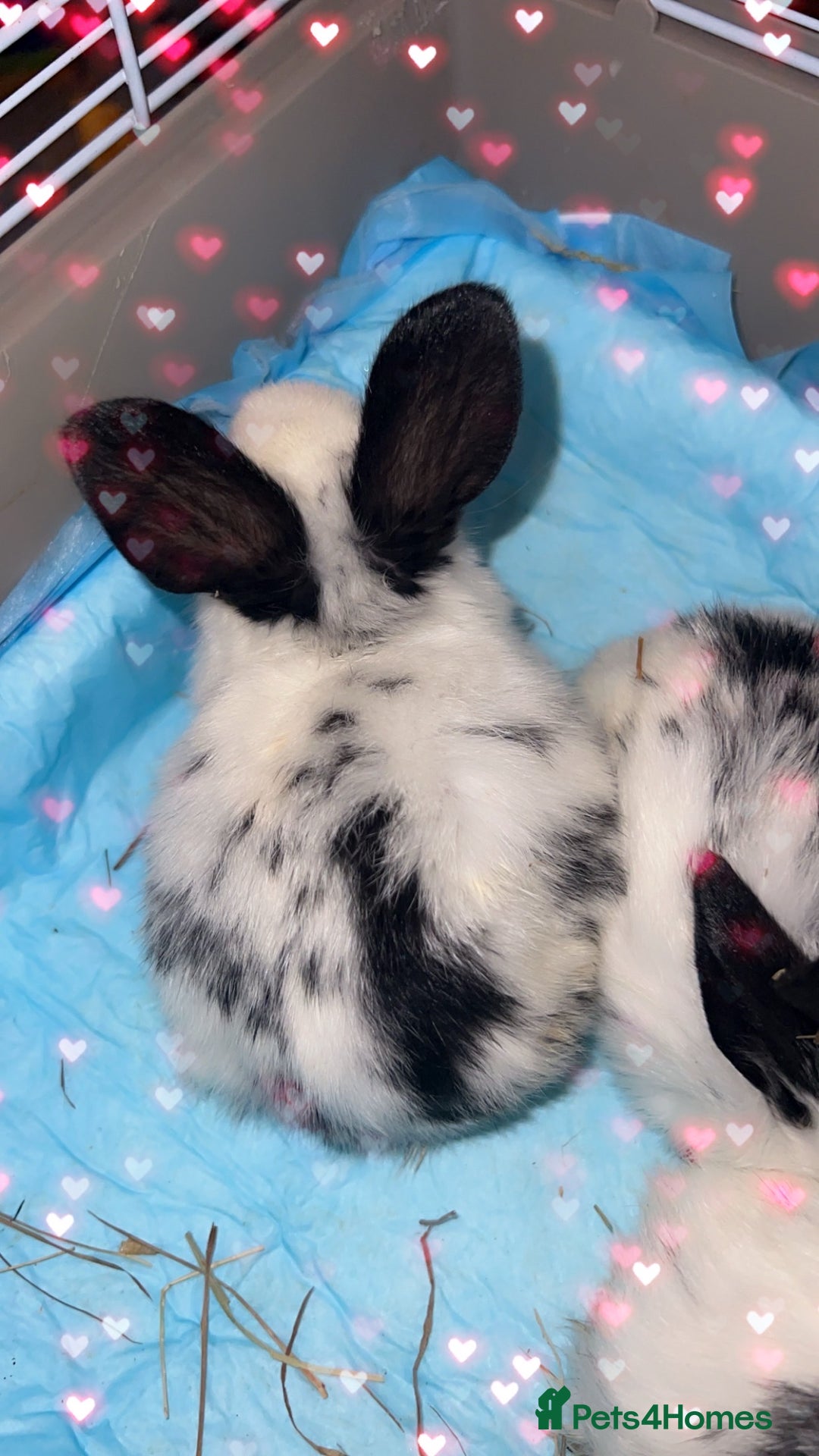 English Spot rabbits for sale: 🐰Beautiful Rabbits Available to Loving Homes🐰 - Advert 7