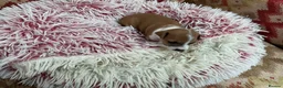 Italian Greyhound dogs for sale: Gorgeous Italian greyhound puppies  - Advert 31