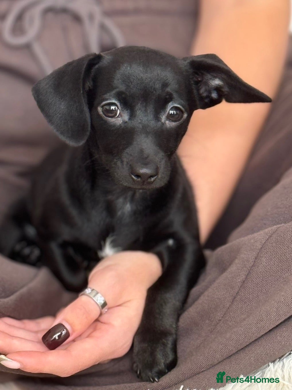 Chiweenie dogs 1 BOY REMAINING  - Advert 7