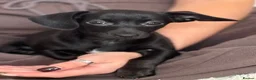 Chiweenie dogs for sale: 1 BOY REMAINING  - Advert 4