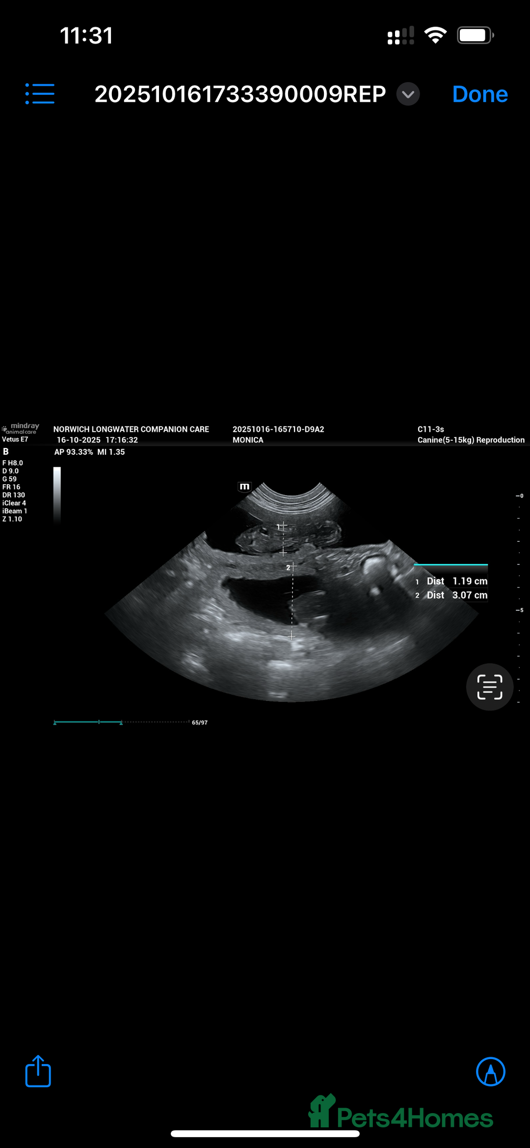 Boxer dogs for sale: Beautiful Boxer Puppies – Due Mid-November - Image 3