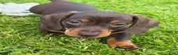 Miniature Dachshund dogs for sale: Gorgeous KC registered Miniature Dachshunds   - Advert 15