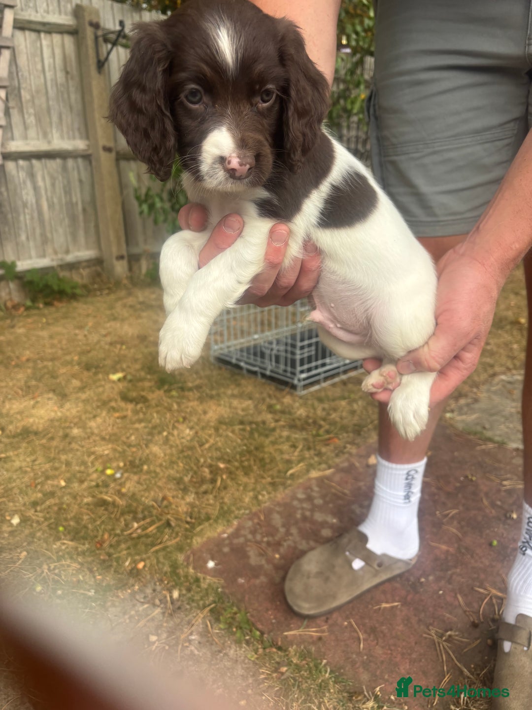 English Springer Spaniel dogs for sale: Springer spaniels puppies - Image 6