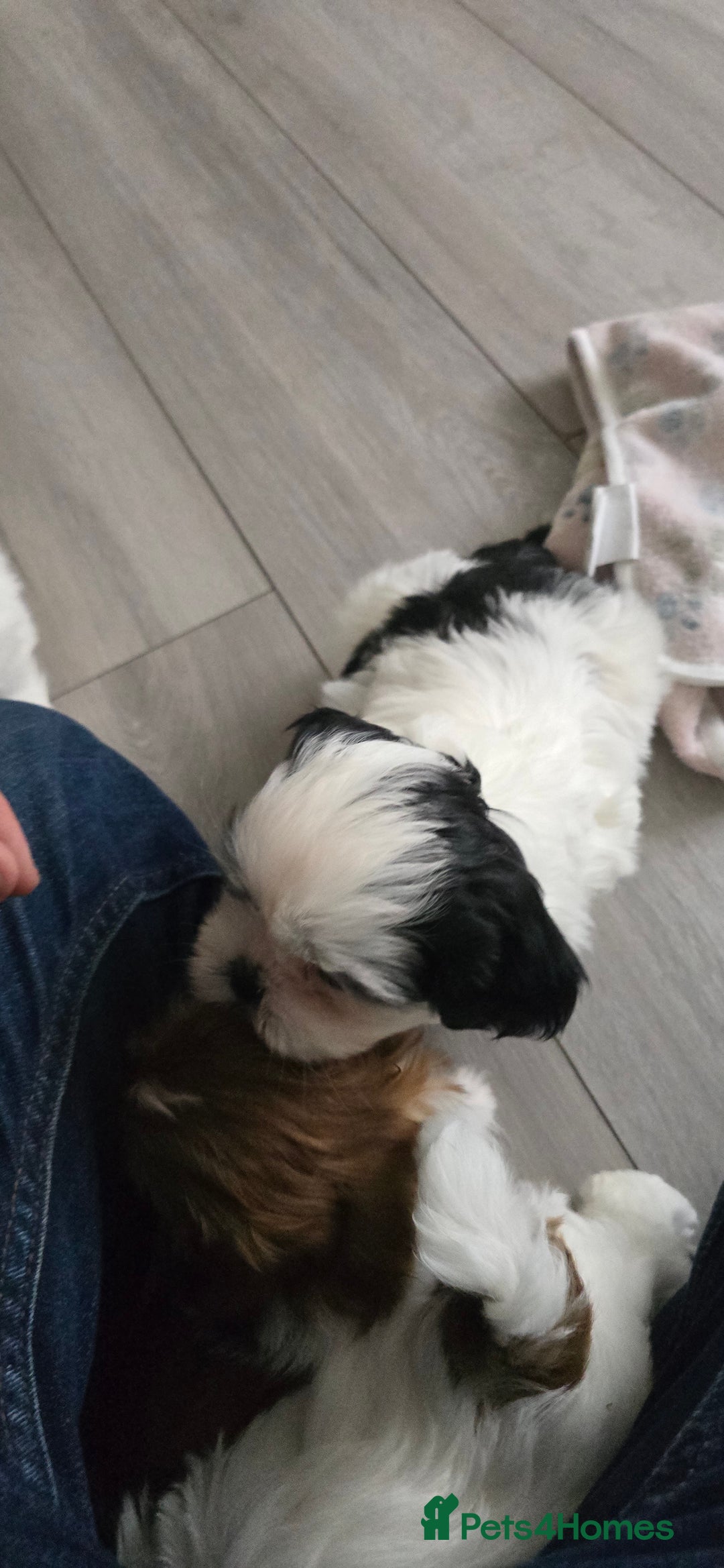 Shih Tzu dogs for sale: Last two puppies from liter 🐶🐶 - Image 20
