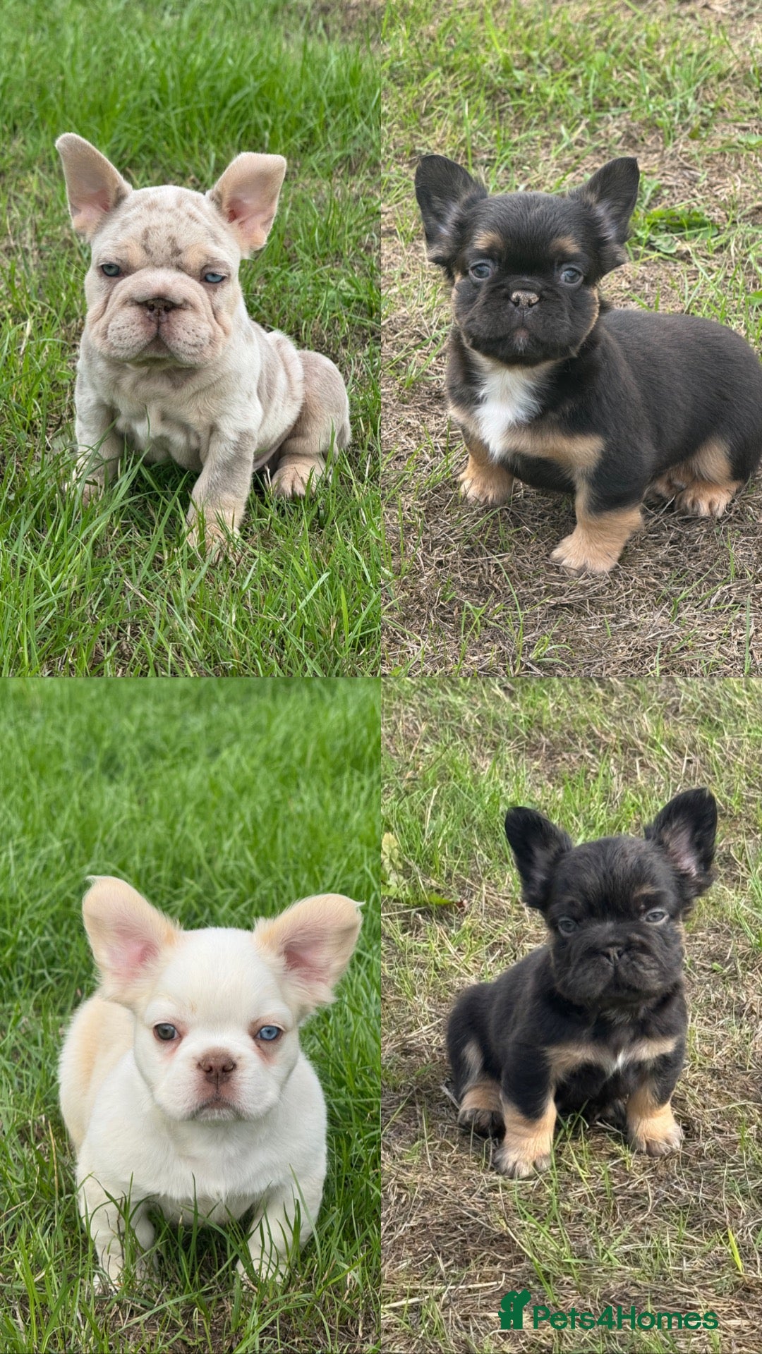 French Bulldog dogs Unique French bulldog pups READY TO LEAVE - Advert 1