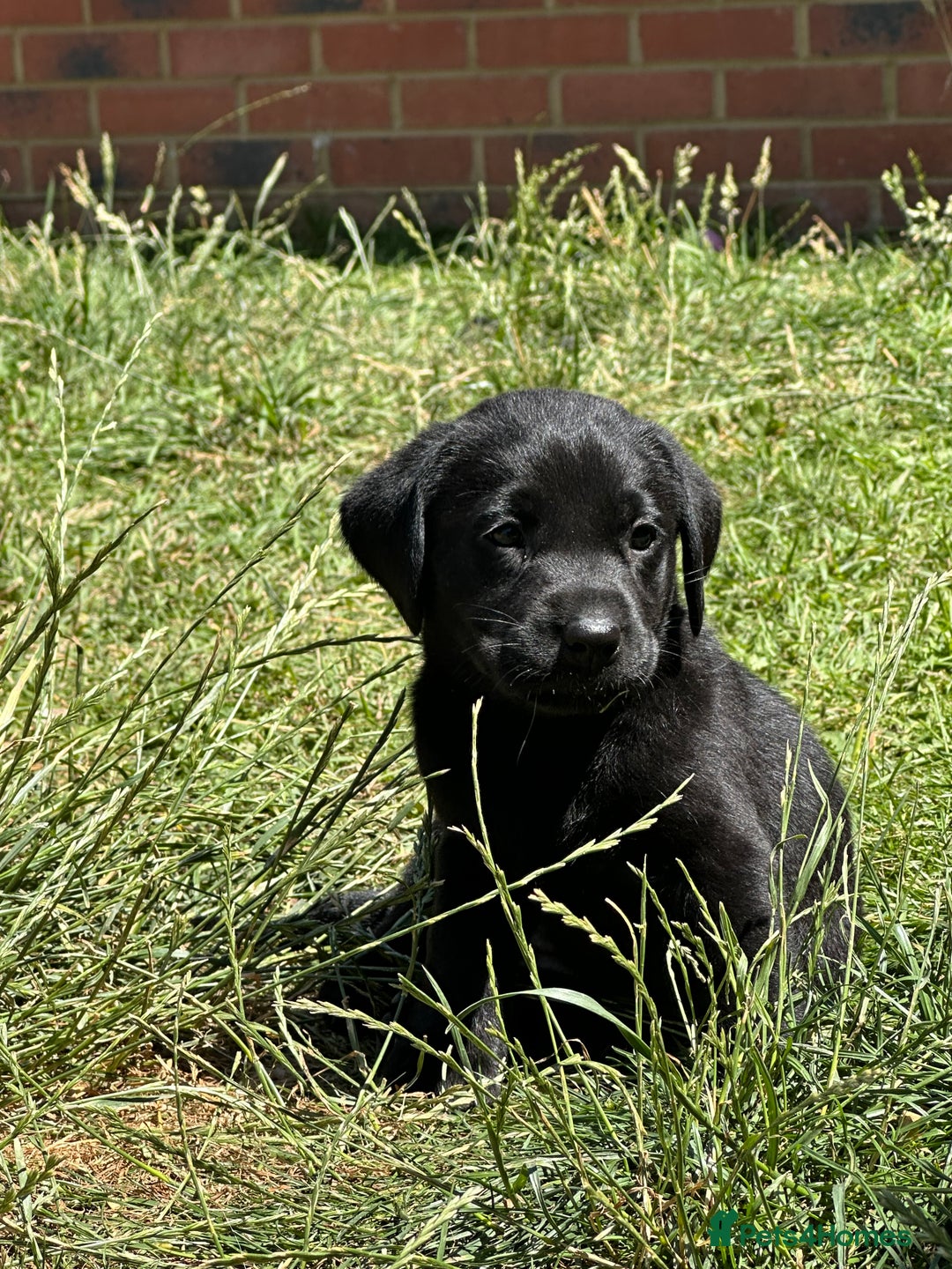 Labrador Retriever dogs for sale: 2beautiful black puppiesAVAILABLE READY to leave. - Image 9