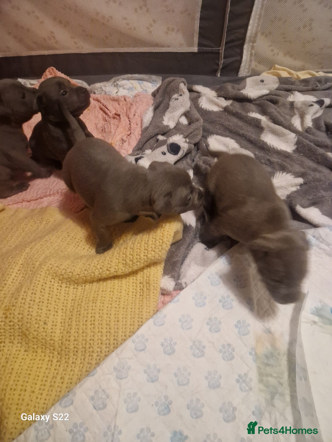 Staffordshire Bull Terrier dogs for sale: PIRO X PHARAON BLUE PUPS - Advert 14