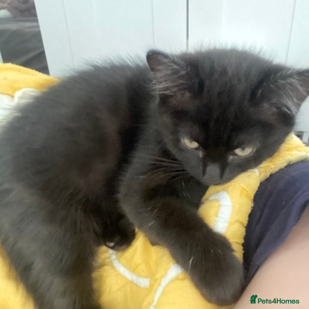 Himalayan cats for sale: Gorgeous Last kitten Girl 🩷 found home ‼️‼️ - Image 17