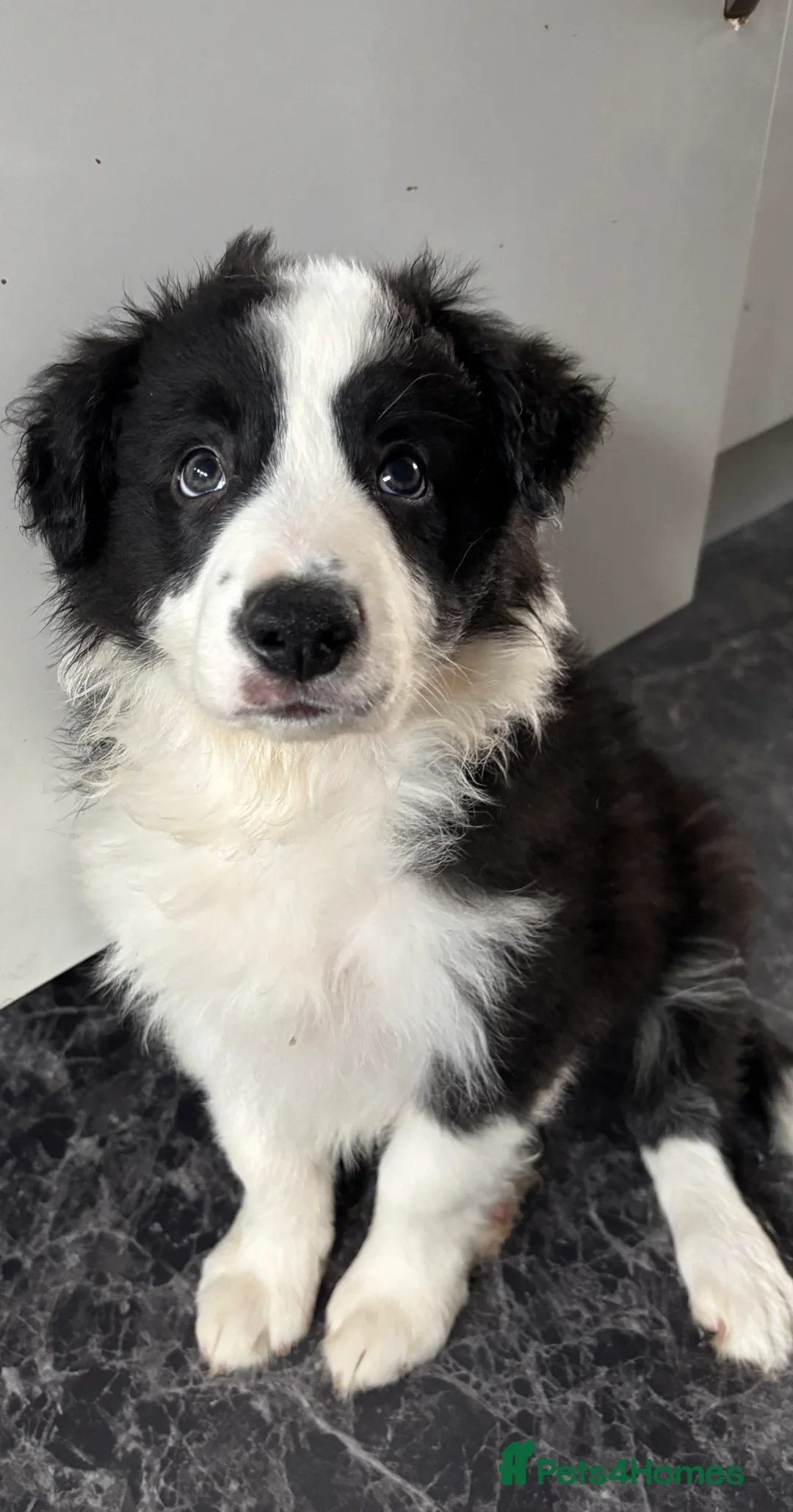 Border Collie dogs for sale: 4 border collie puppies - Advert 1