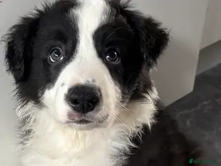 Border Collie dogs 4 border collie puppies - Advert 7