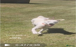 Mixed Breed dogs for adoption: Kaya is approx 2 yrs old  - Image 2