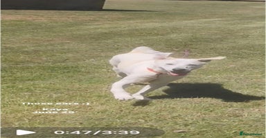 Mixed Breed dogs - Advert 9